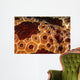 Extreme Close-up Pleurobranch Slug Wall Decal