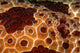 Extreme Close-up Pleurobranch Slug Wall Decal