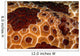 Extreme Close-up Pleurobranch Slug Wall Decal
