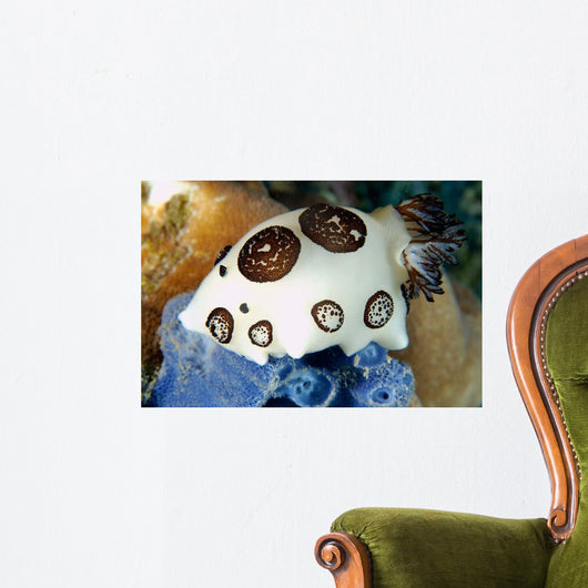 Nudibranch Feeding Blue Sponge Wall Decal