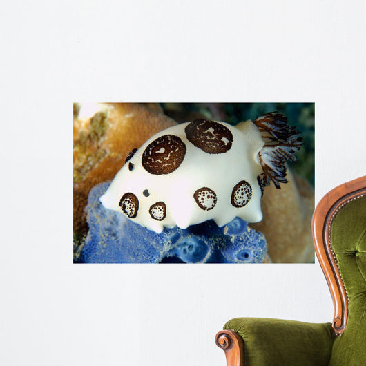 Nudibranch Feeding Blue Sponge Wall Decal