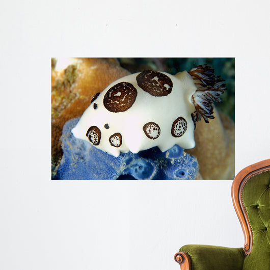 Nudibranch Feeding Blue Sponge Wall Decal