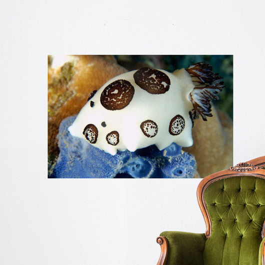 Nudibranch Feeding Blue Sponge Wall Decal