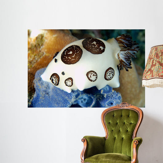 Nudibranch Feeding Blue Sponge Wall Decal