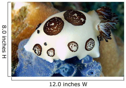 Nudibranch Feeding Blue Sponge Wall Decal