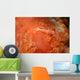 Emperor Shrimp Dorid Nudibranch Wall Decal