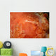 Emperor Shrimp Dorid Nudibranch Wall Decal