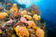 Reef Wall Covered with Wall Decal
