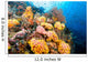 Reef Wall Covered with Wall Decal