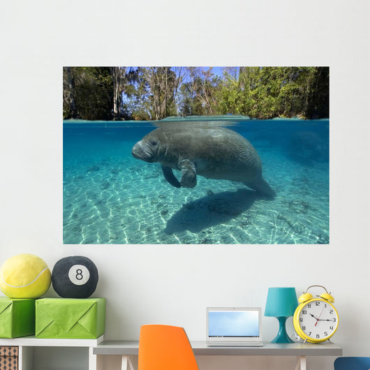 Florida Manatee Swimming Crystal Wall Decal Design 2