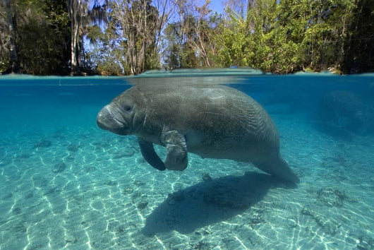 Florida Manatee Swimming Crystal Wall Decal Design 2