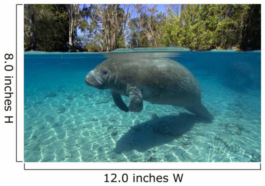 Florida Manatee Swimming Crystal Wall Decal Design 2