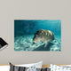 Young Florida Manatee Swimming Wall Decal