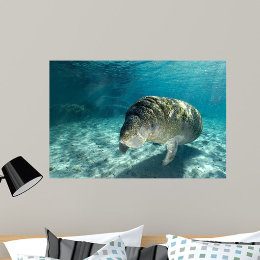 Young Florida Manatee Swimming Wall Decal