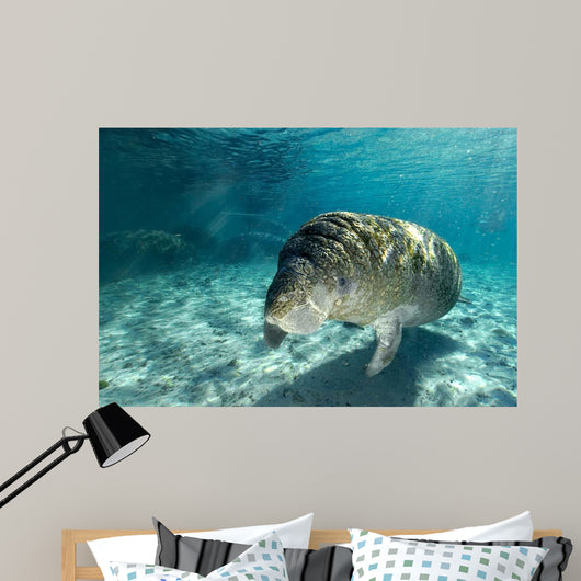 Young Florida Manatee Swimming Wall Decal