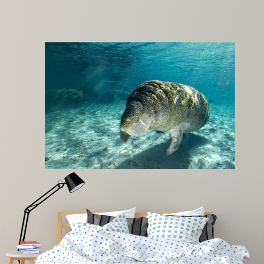 Young Florida Manatee Swimming Wall Decal