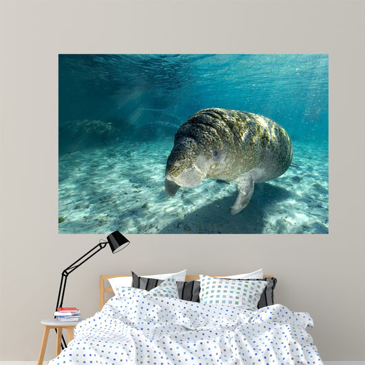 Young Florida Manatee Swimming Wall Decal