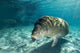 Young Florida Manatee Swimming Wall Decal