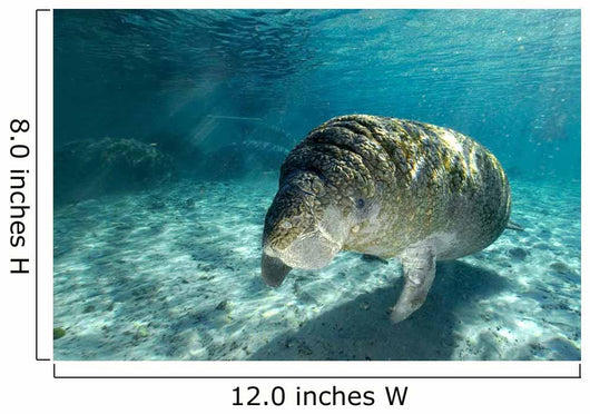 Young Florida Manatee Swimming Wall Decal