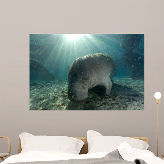 Florida Manatee Swimming Crystal Wall Decal Design 1