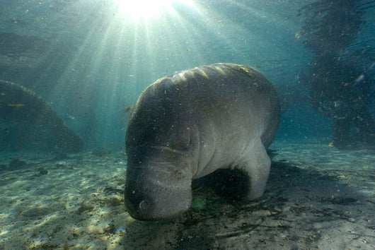 Florida Manatee Swimming Crystal Wall Decal Design 1