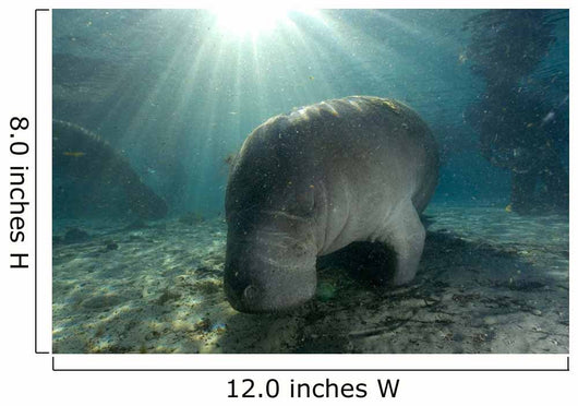 Florida Manatee Swimming Crystal Wall Decal Design 1