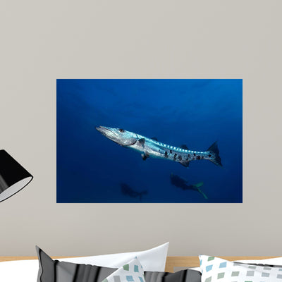 Great Barracuda with Divers Wall Decal shown on a wall