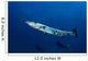Great Barracuda with Divers Wall Decal