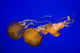 Pacific Sea Nettle Wall Decal