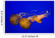Pacific Sea Nettle Wall Decal
