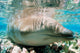 Beaked Whale Stranded Coral Wall Decal