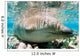 Beaked Whale Stranded Coral Wall Decal