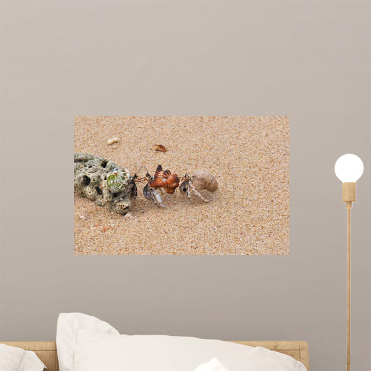 Hermit Crabs Tibarama Island Wall Decal