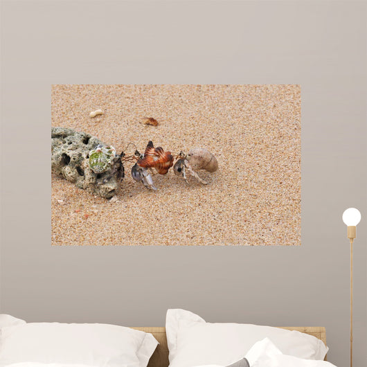 Hermit Crabs Tibarama Island Wall Decal