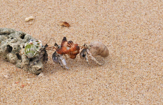 Hermit Crabs Tibarama Island Wall Decal