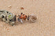 Hermit Crabs Tibarama Island Wall Decal