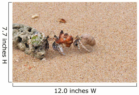 Hermit Crabs Tibarama Island Wall Decal