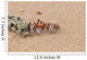 Hermit Crabs Tibarama Island Wall Decal