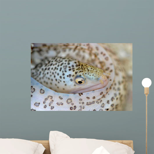 Painted Moray Eel Gymnothorax Wall Decal