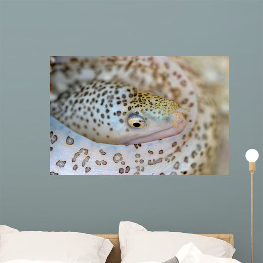 Painted Moray Eel Gymnothorax Wall Decal