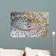 Painted Moray Eel Gymnothorax Wall Decal