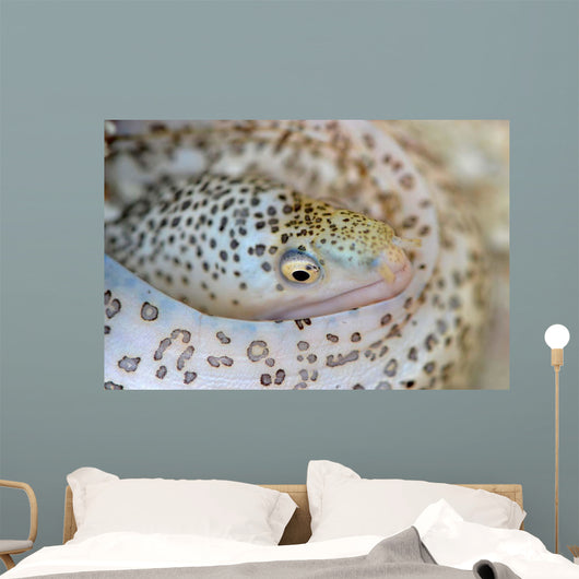 Painted Moray Eel Gymnothorax Wall Decal