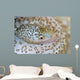 Painted Moray Eel Gymnothorax Wall Decal