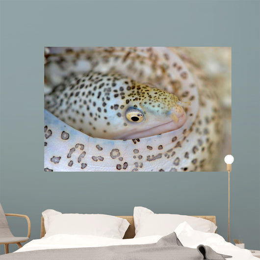 Painted Moray Eel Gymnothorax Wall Decal