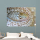 Painted Moray Eel Gymnothorax Wall Decal
