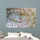Painted Moray Eel Gymnothorax Wall Decal