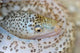 Painted Moray Eel Gymnothorax Wall Decal