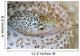 Painted Moray Eel Gymnothorax Wall Decal