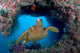 Green Sea Turtle Swims Wall Decal Design 3