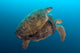 Two Green Sea Turtles Wall Decal